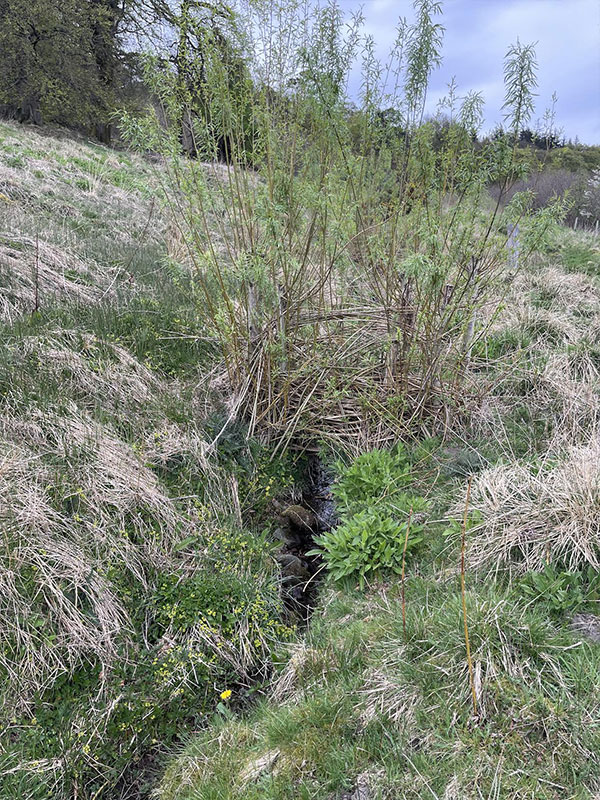 Leaky dams